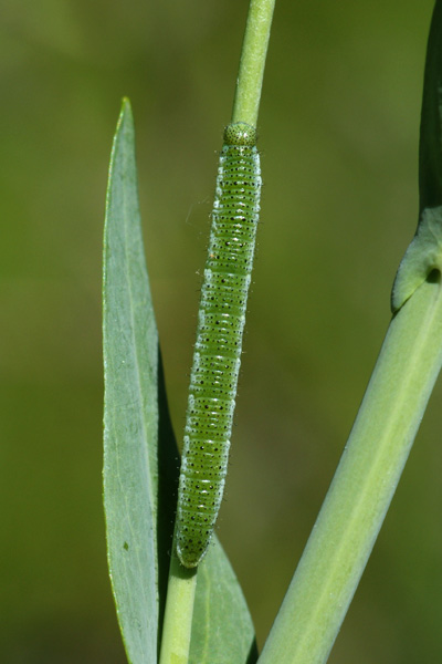 A. cardamines larva