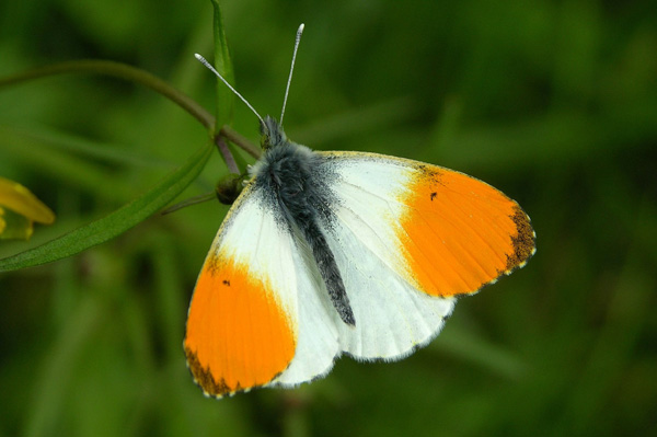A. cardamines male