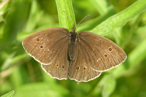 A. hyperantus female
