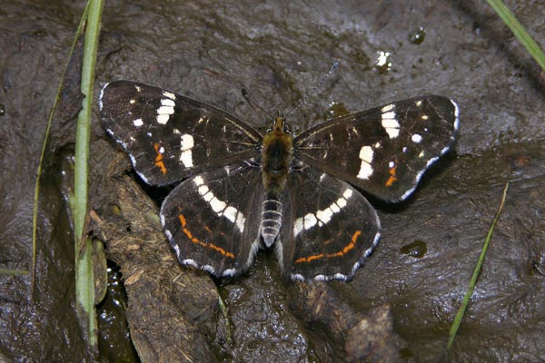 A. levana male