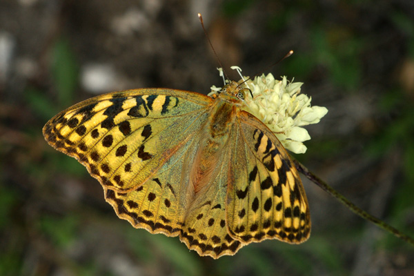 A. pandora female