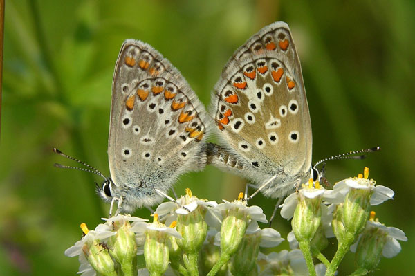 Aricia sp. pair