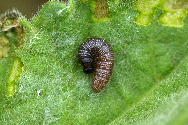 C. alceae larva