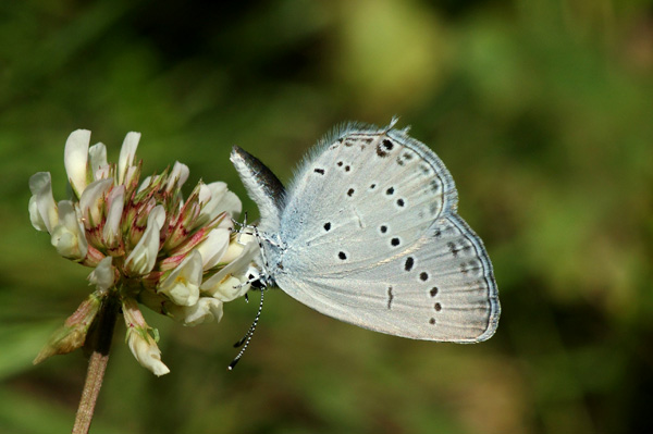 E. decoloratus female