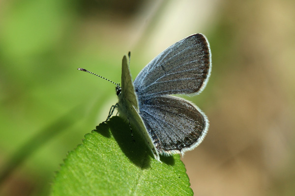 E. decoloratus male