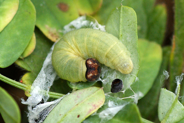 E. tages larva