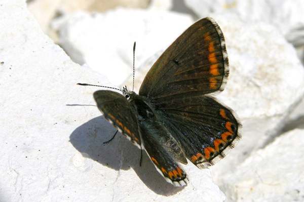 L. bellargus female