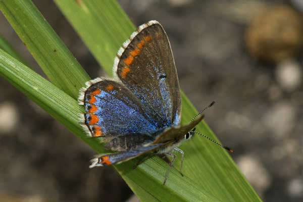 L. bellargus female