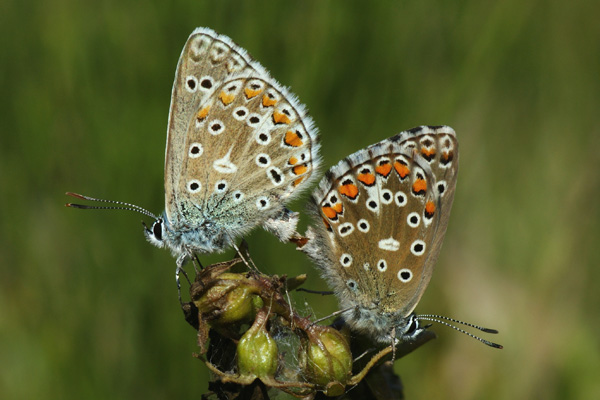 L. bellargus pair