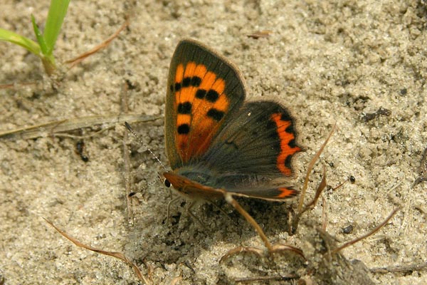 L. phlaeas female