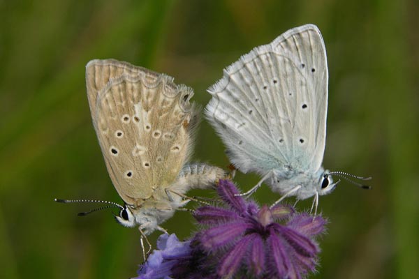 M. daphnis pair