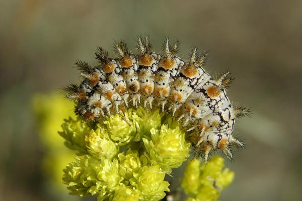 M. didyma larva
