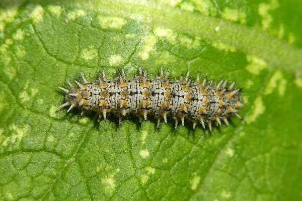 M. trivia larva