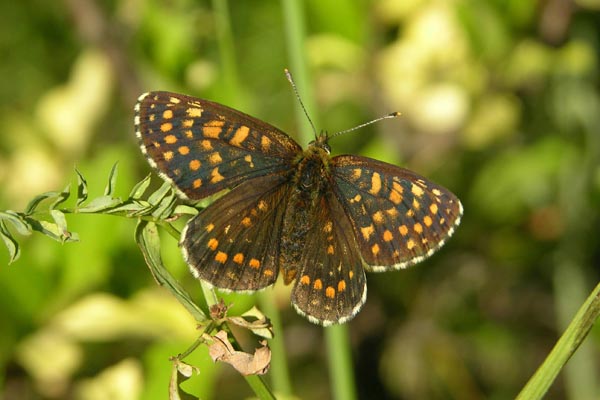 Mellicta sp. female