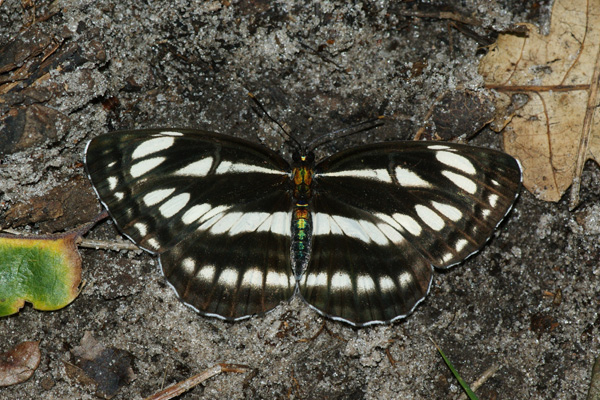 N. sappho female
