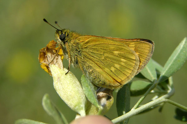 O. sylvanus female