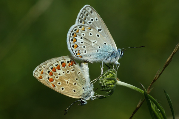 P. icarus pair