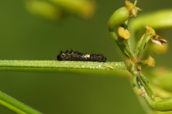 P. machaon larva