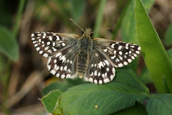 P. malvae female