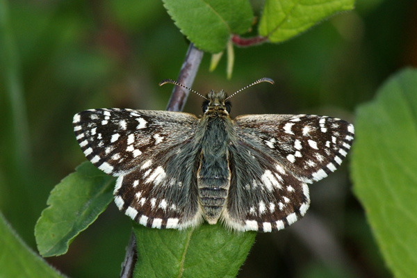 P. malvae female