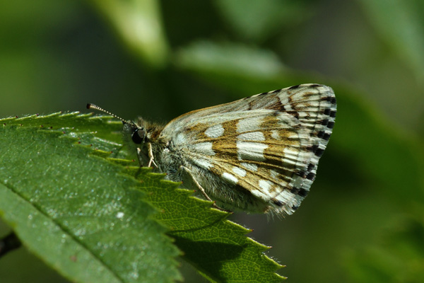 P. serratulae female