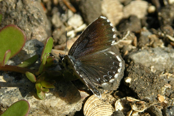 S. orion male