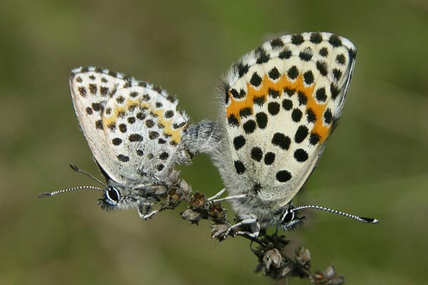 S. orion pair