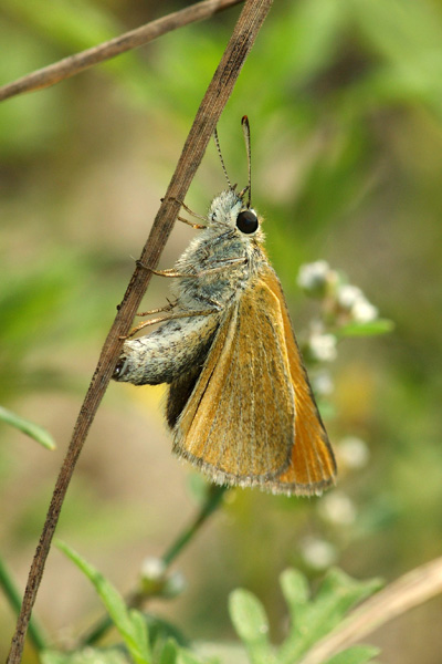 Th. lineola female