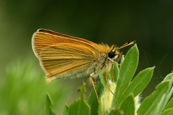 Th. lineola male