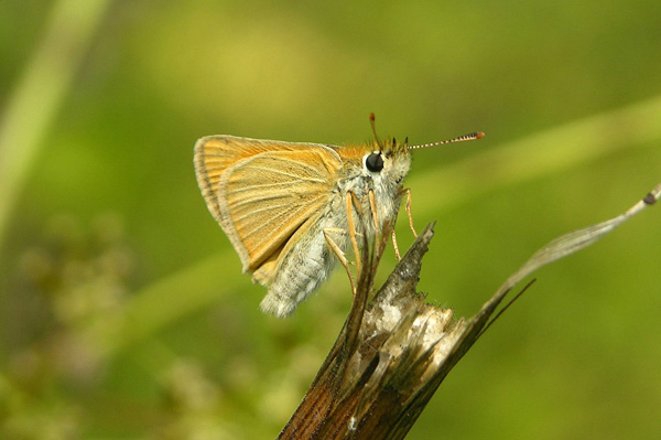 Th. sylvestris female