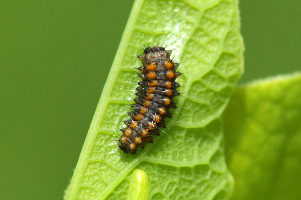 Z. polyxena larva