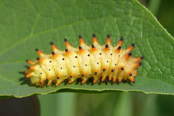 Z. polyxena larva