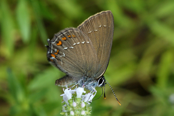 S. ilicis male